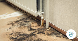 black mold on flooring