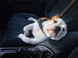 cute bulldog puppy front seat car dog harness