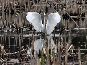 Great Egrets in Hawthorn Woods, IL, the third-safest city in America for 2025.